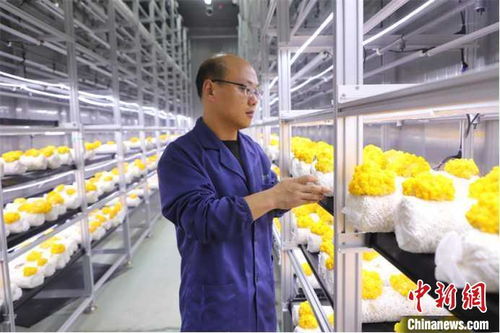 山東多地加快發展數字農業，智慧農田新模式引領鄉村振興